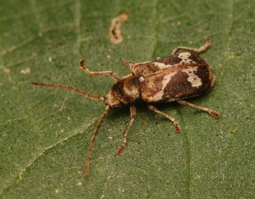 Réf. 308 859 : Ptinomorphus imperialis